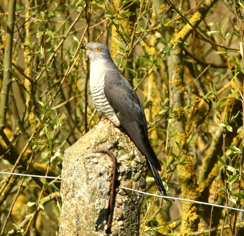 Cuckoo