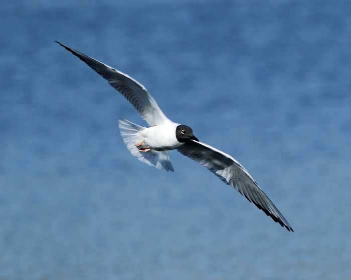 Bonaparte's Gull