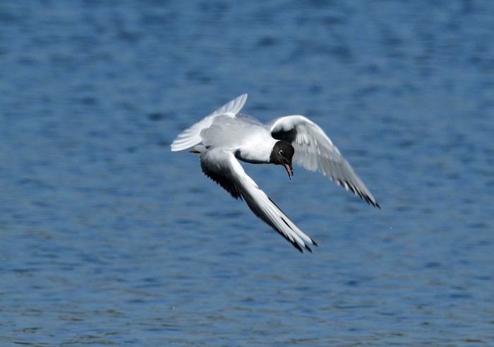 Bonaparte's Gull