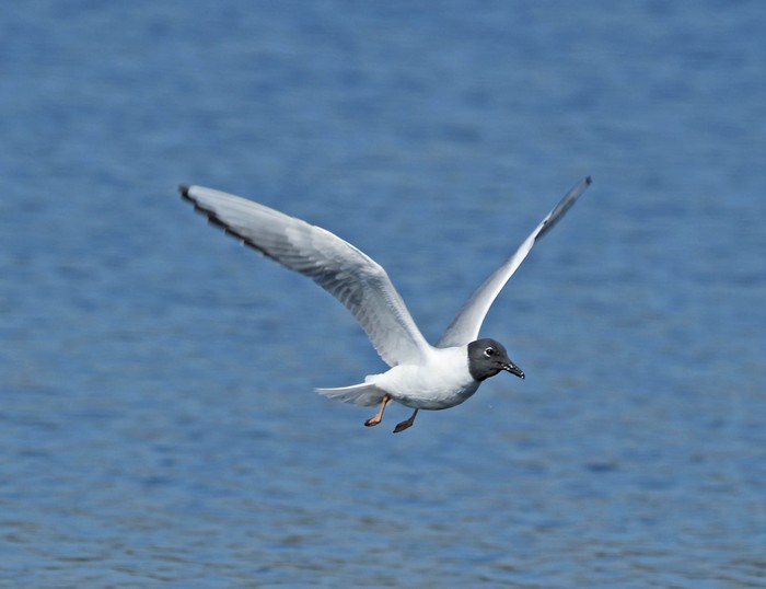 Bonaparte's Gull
