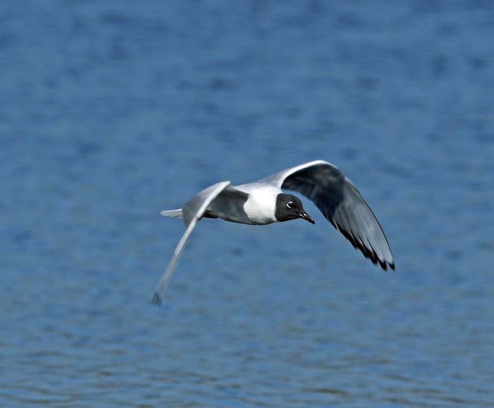 Bonaparte's Gull