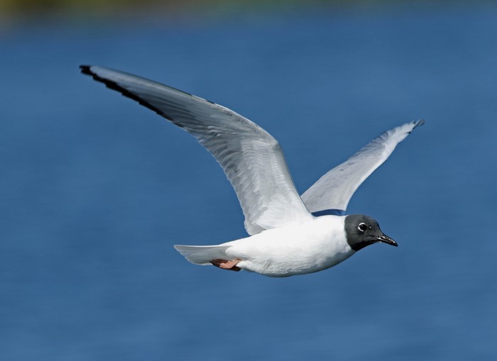 Bonaparte's Gull