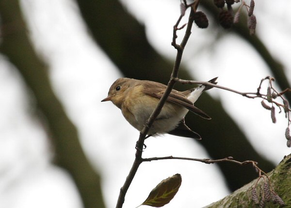 Red-breasted Flycatcher