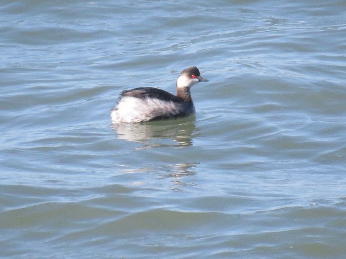 Black-necked Grebe