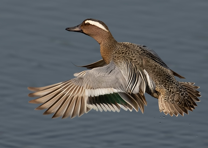 Garganey