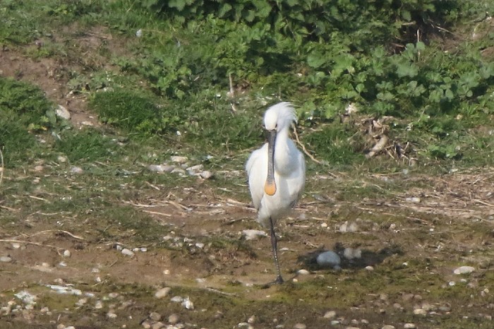 Spoonbill