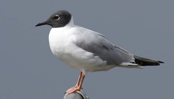 Bonaparte's Gull
