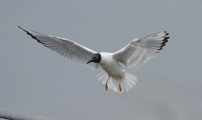 Bonaparte's Gull