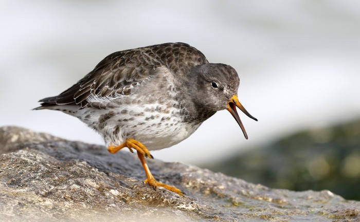 Purple Sandpiper