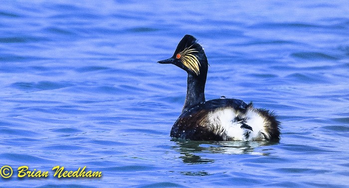Black-necked Grebe