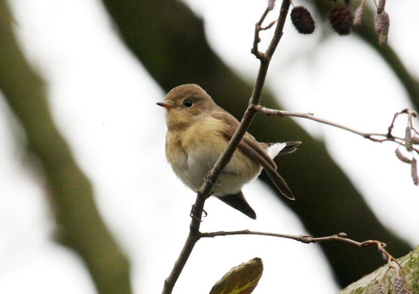 Red-breasted Flycatcher