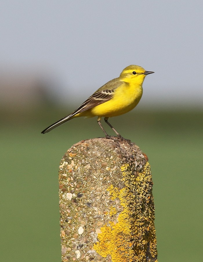 Yellow Wagtail