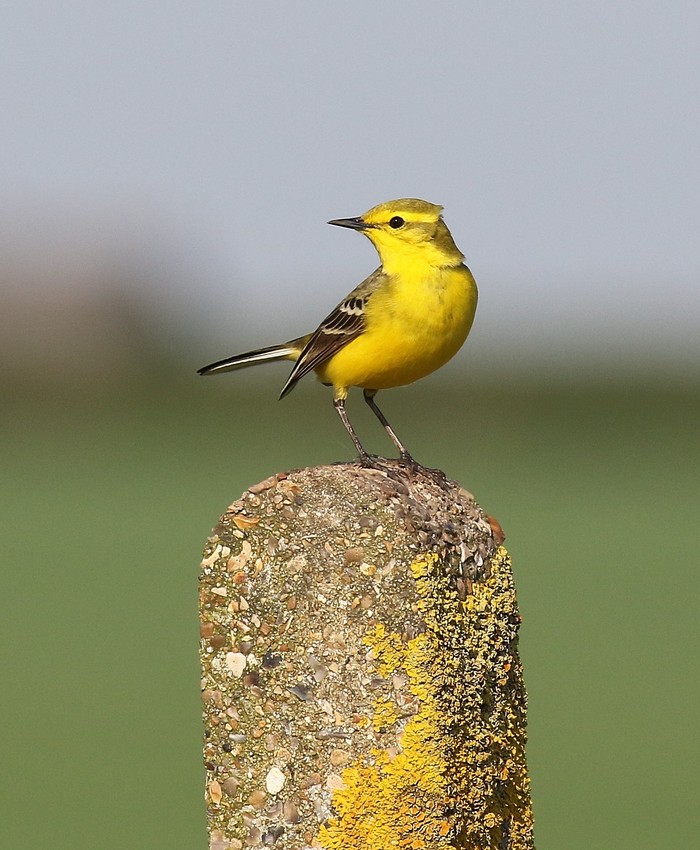 Yellow Wagtail