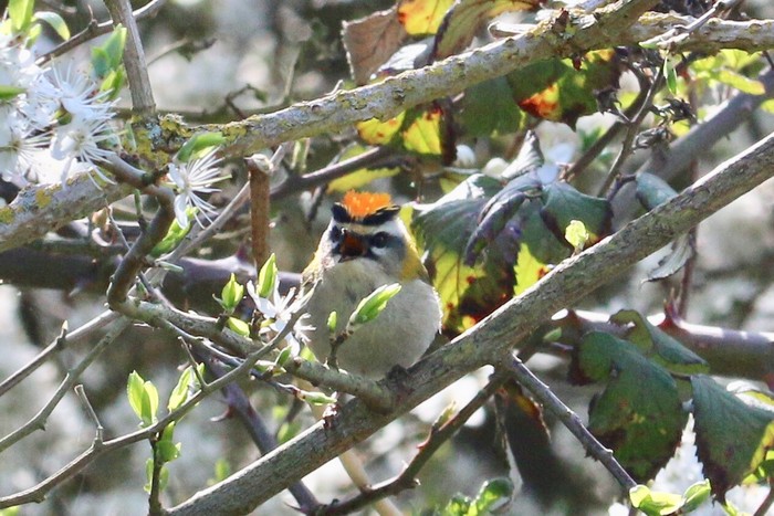 Firecrest