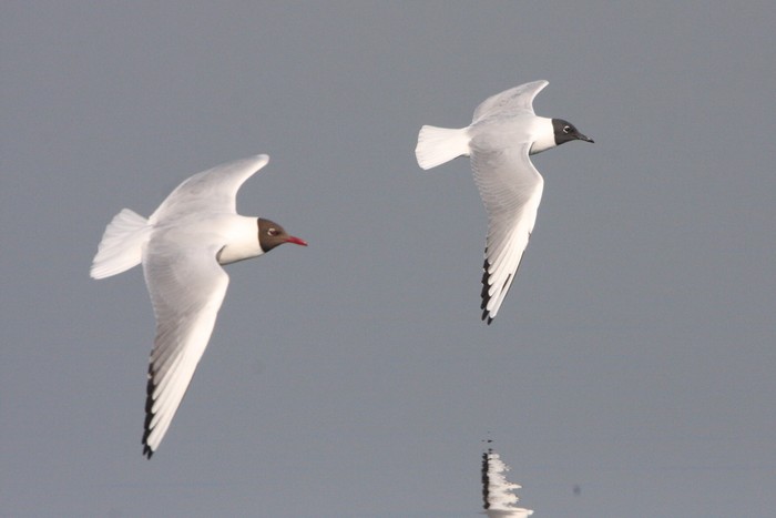 Bonaparte's Gull