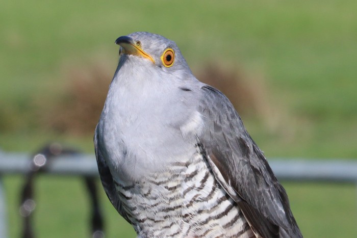 Cuckoo