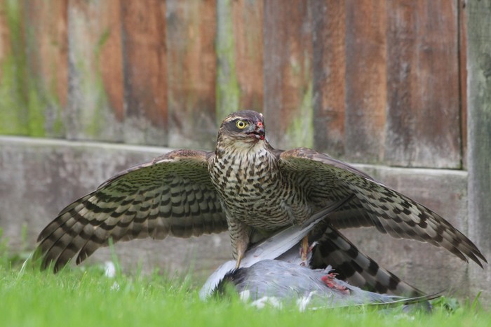 Sparrowhawk