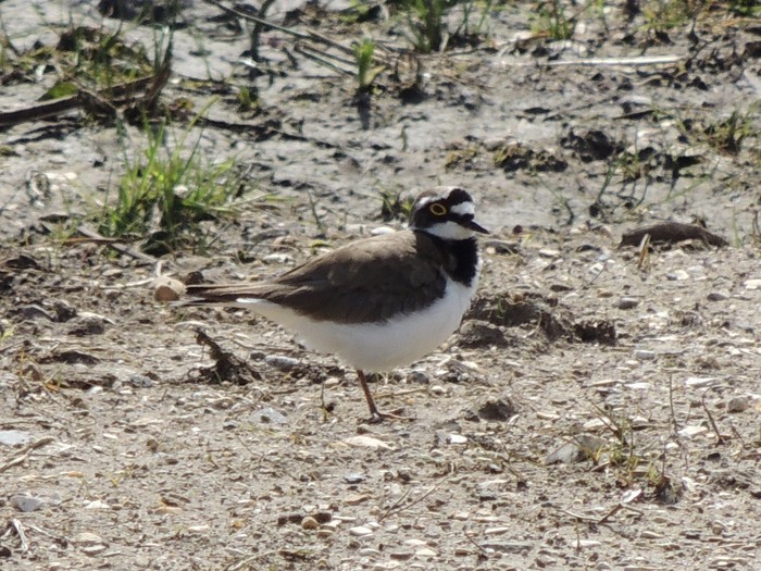 Little Ringed Plover