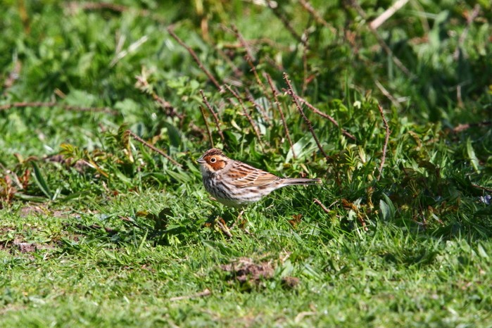 Little Bunting