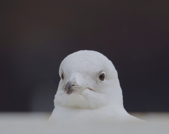 Iceland Gull
