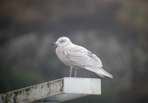 Iceland Gull