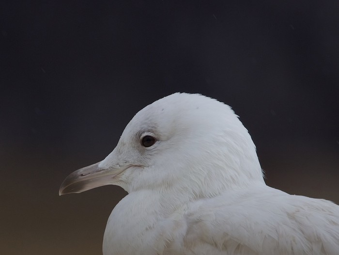 Iceland Gull