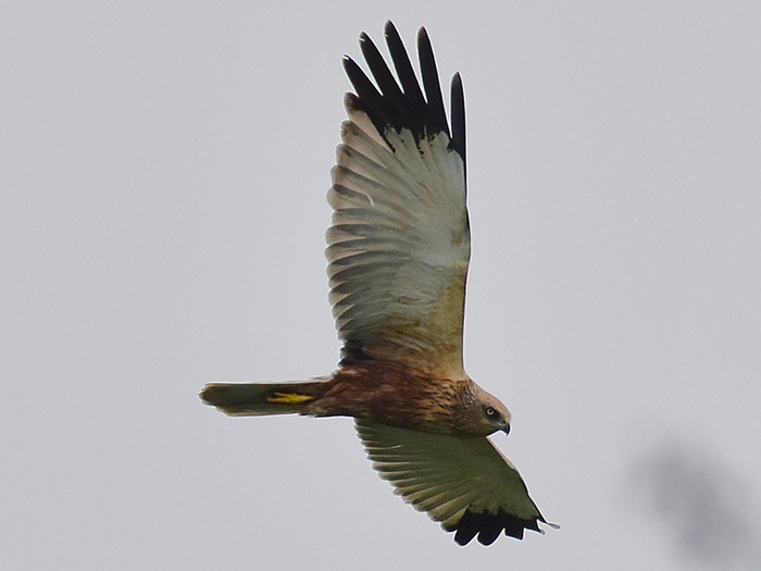 Marsh Harrier