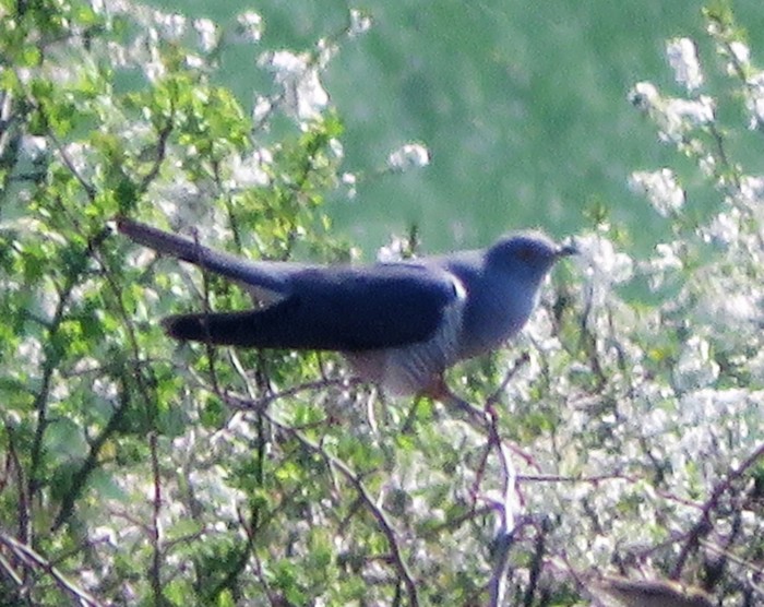 Cuckoo