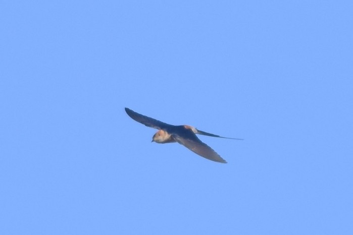 Red-rumped Swallow