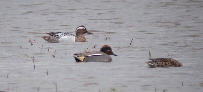 Garganey