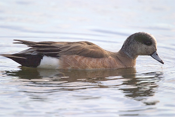 American Wigeon