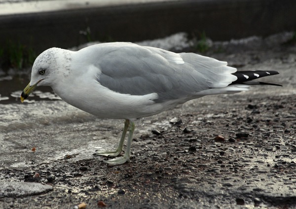 Ring-billed Gull