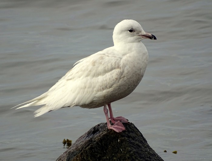 Iceland Gull