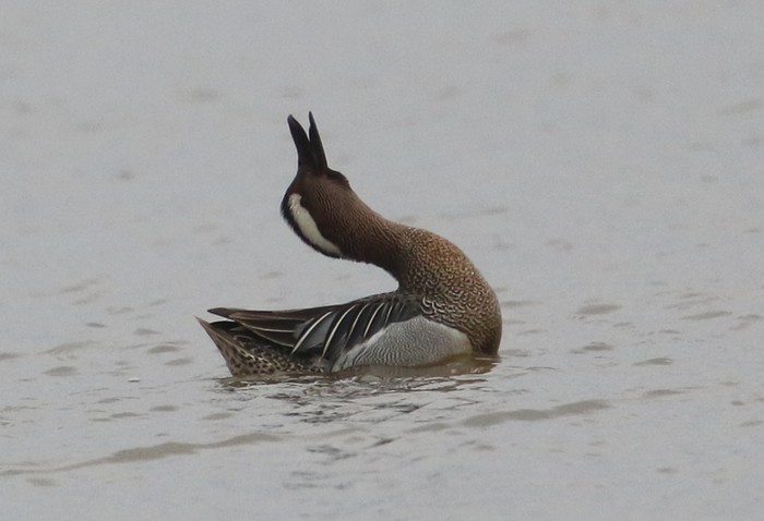 Garganey