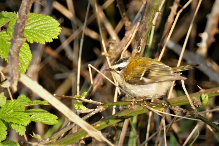 Firecrest