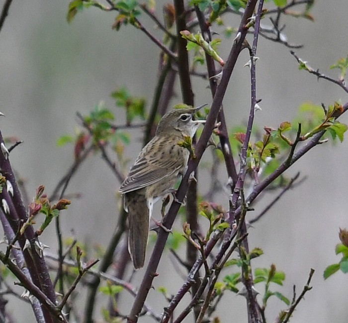 Grasshopper Warbler