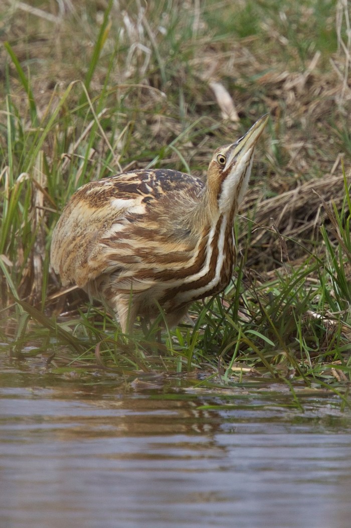 American Bittern
