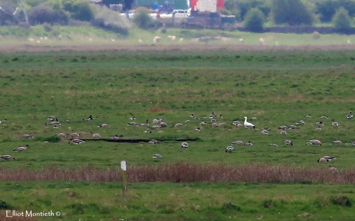 Greater Snow Goose