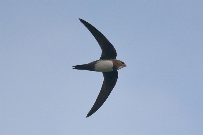 Alpine Swift