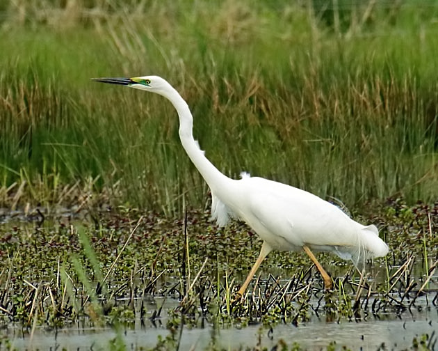 Great White Egret