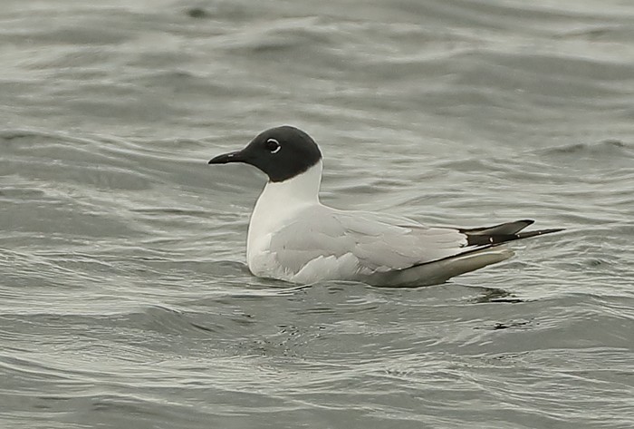Bonaparte's Gull