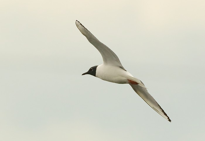 Bonaparte's Gull
