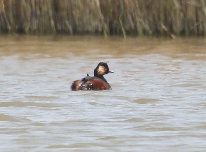 Black-necked Grebe