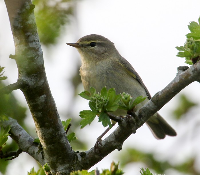 Willow Warbler