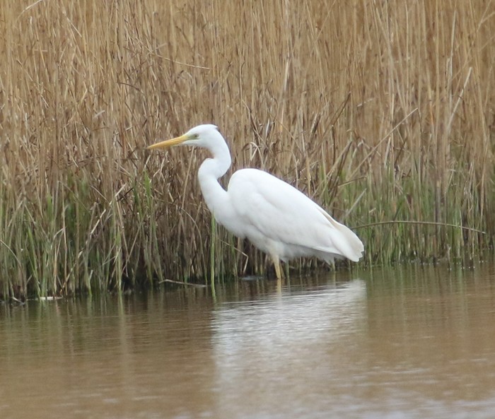 Great White Egret