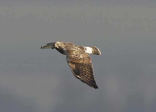 Rough-legged Buzzard