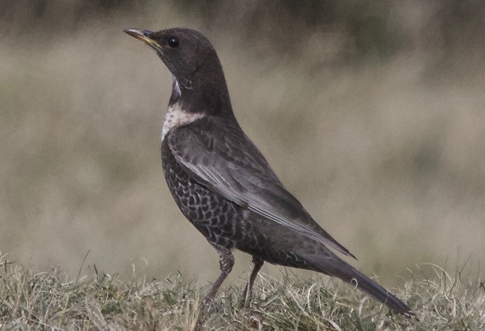 Ring Ouzel