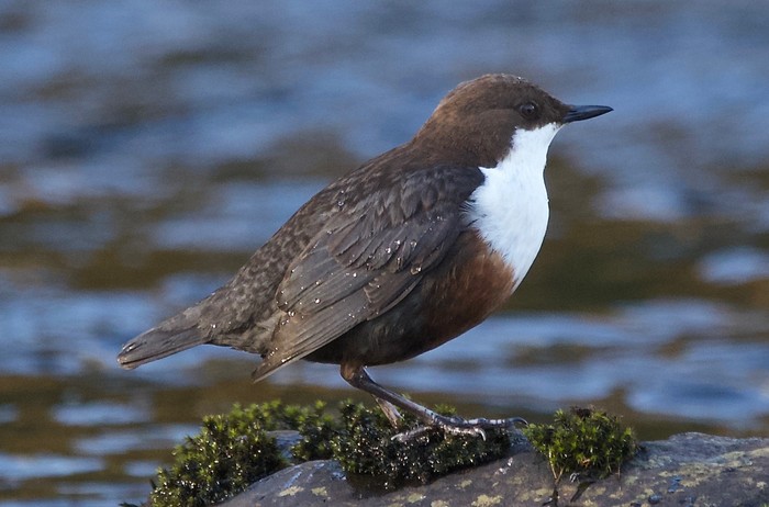 Dipper