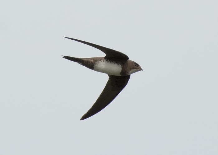 Alpine Swift