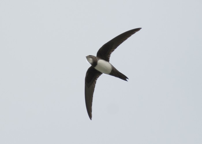 Alpine Swift